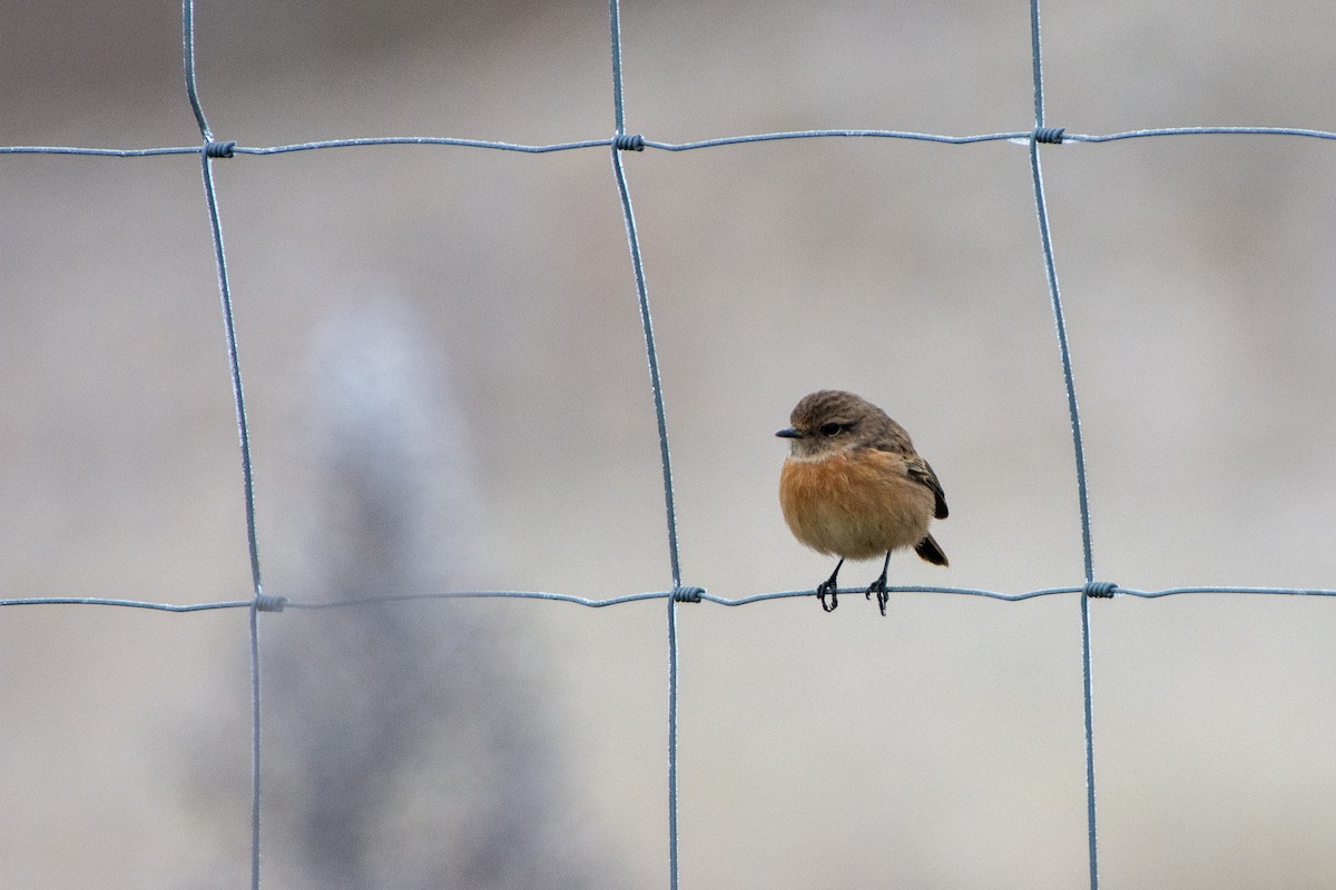 European Stonechat - ML628301350
