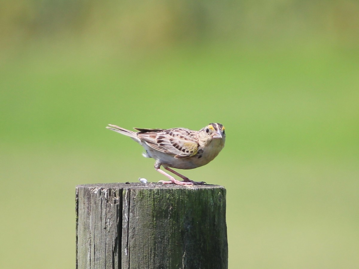 Grasshopper Sparrow - ML628301687