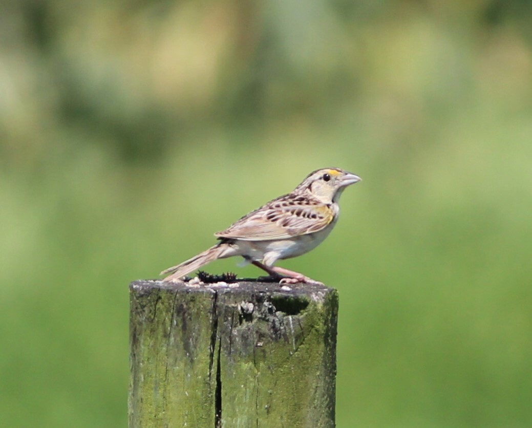 Grasshopper Sparrow - ML628301688