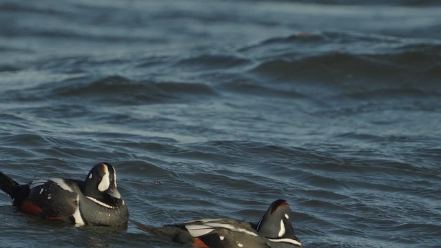 Harlequin Duck - ML628301732