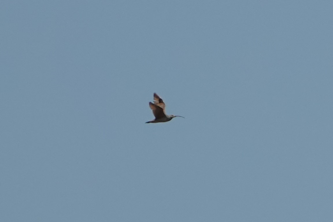 Long-billed Curlew - ML628301838