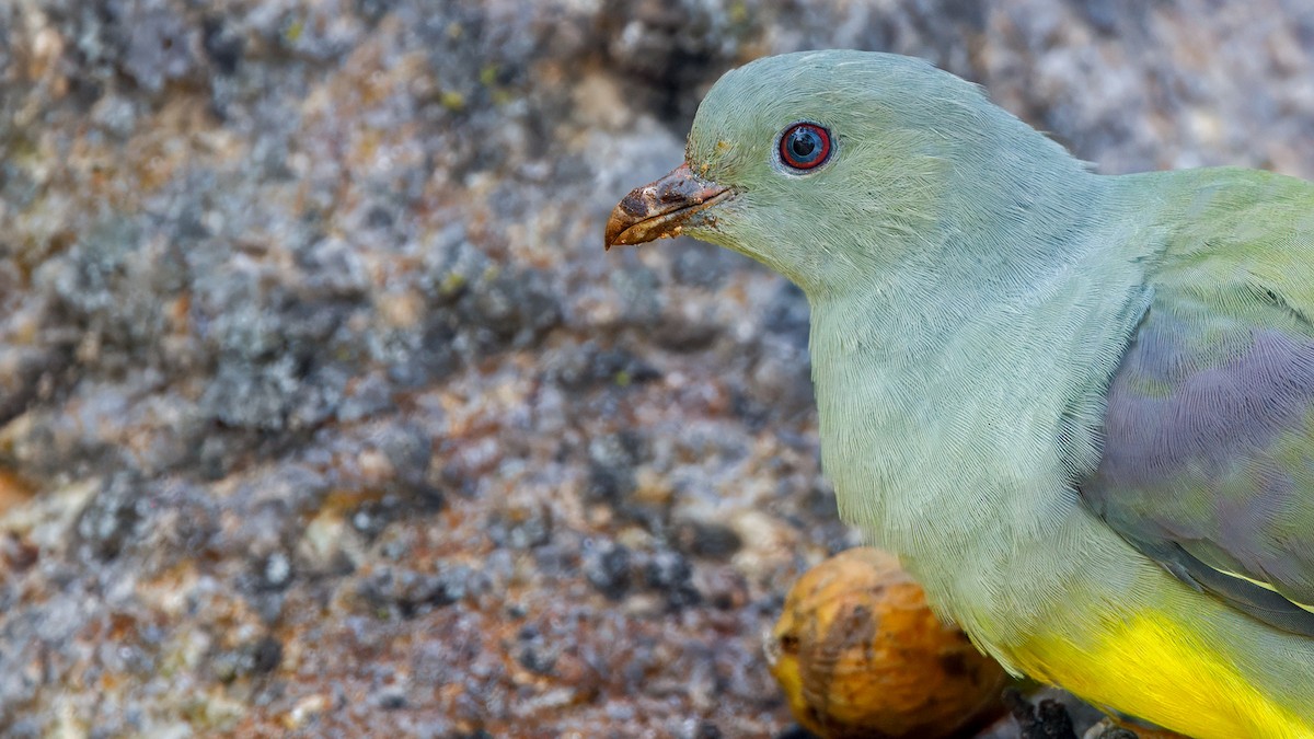Bruce's Green-Pigeon - ML628302083