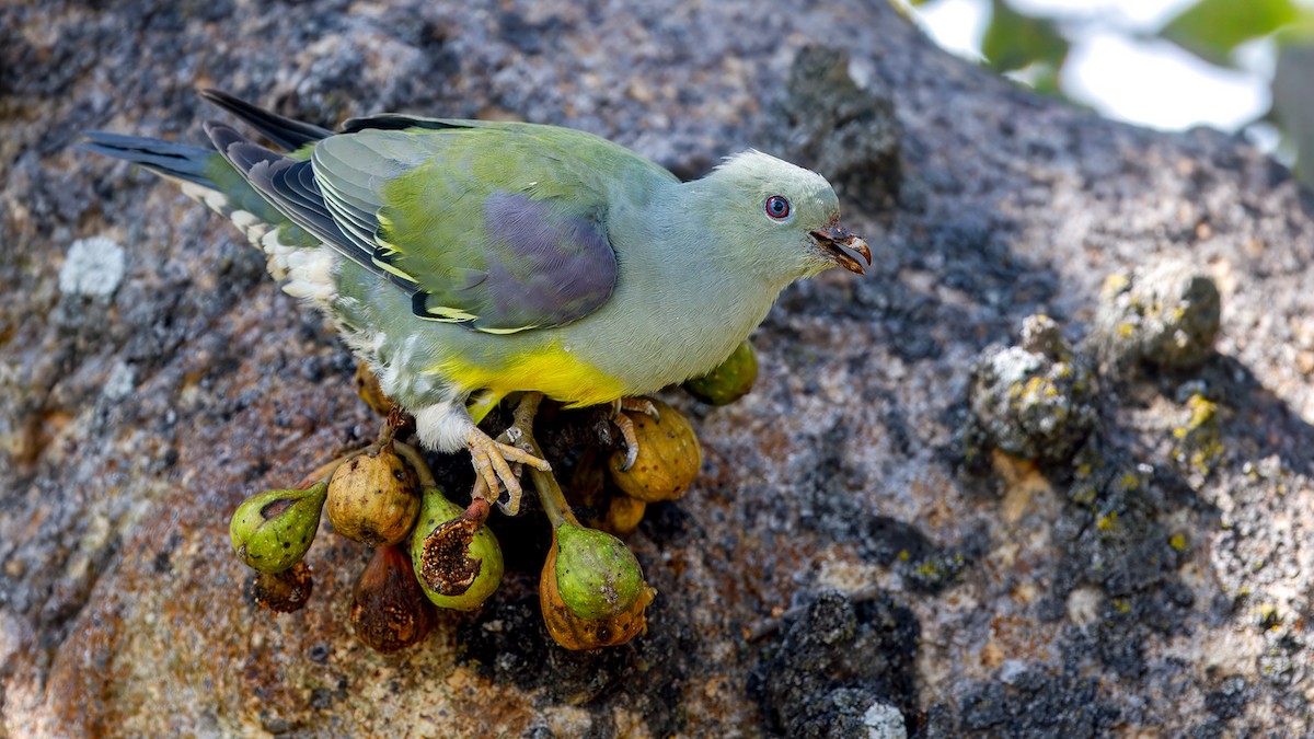 Bruce's Green-Pigeon - ML628302085