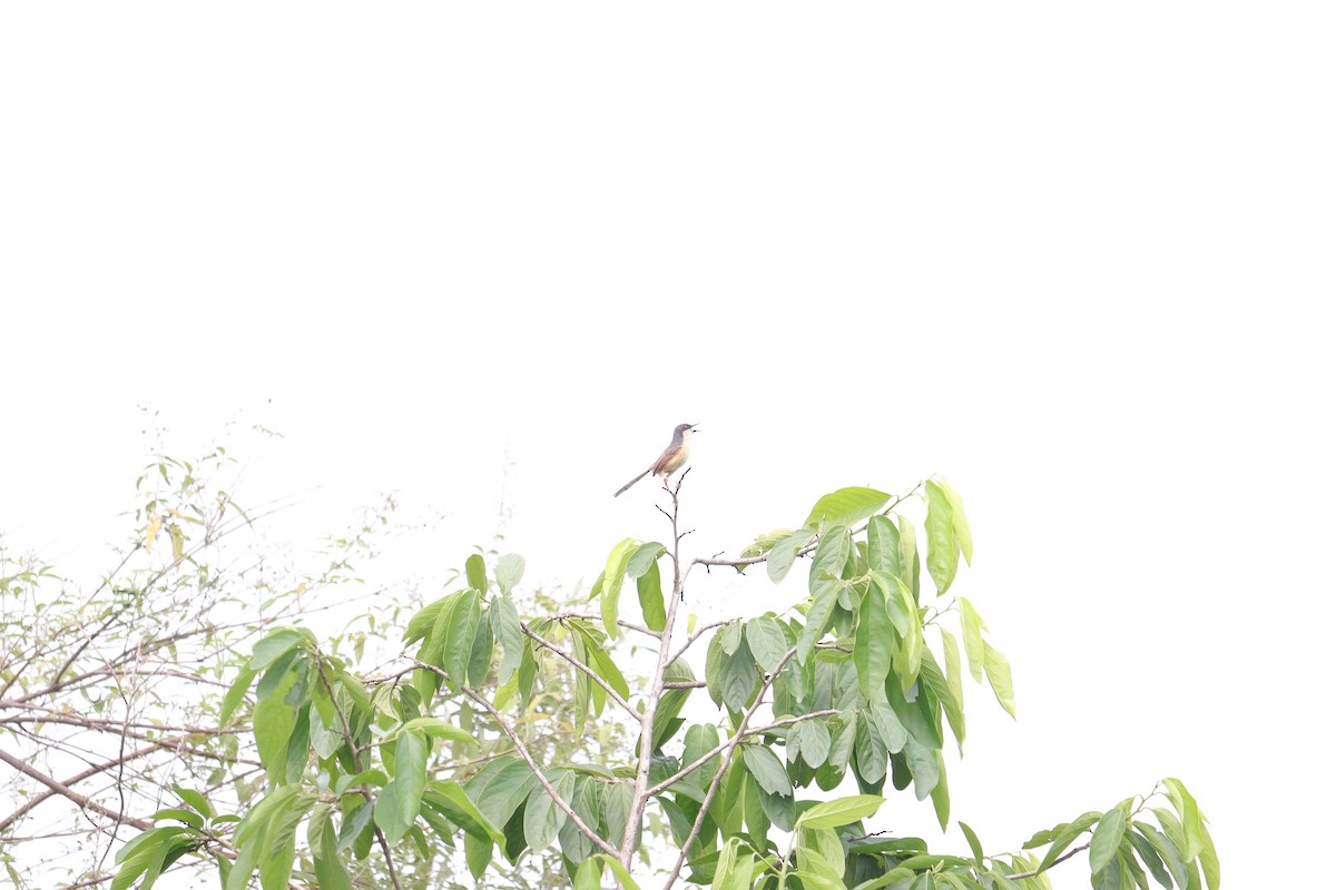 Ashy Prinia - ML628302137