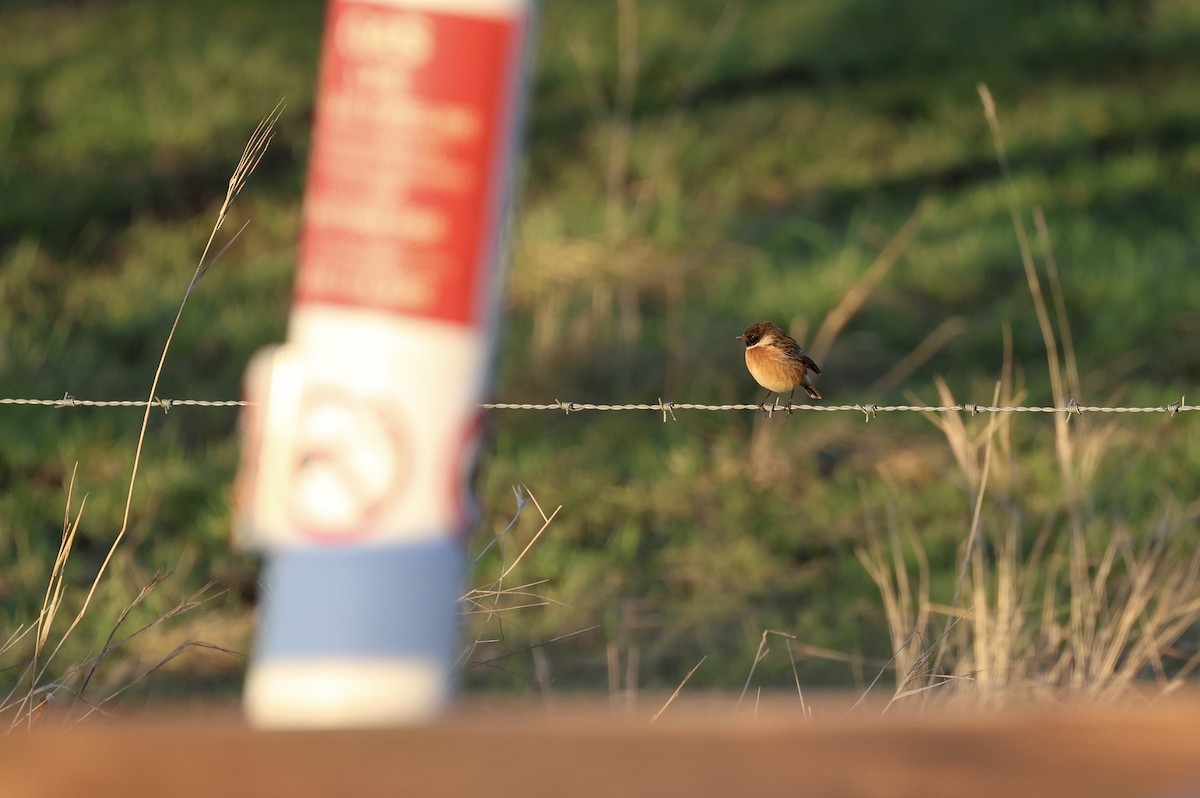 European Stonechat - ML628302140