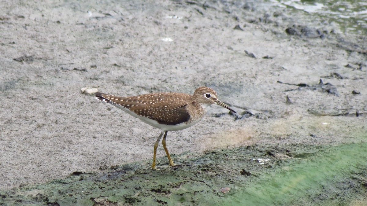 Solitary Sandpiper - ML628302415