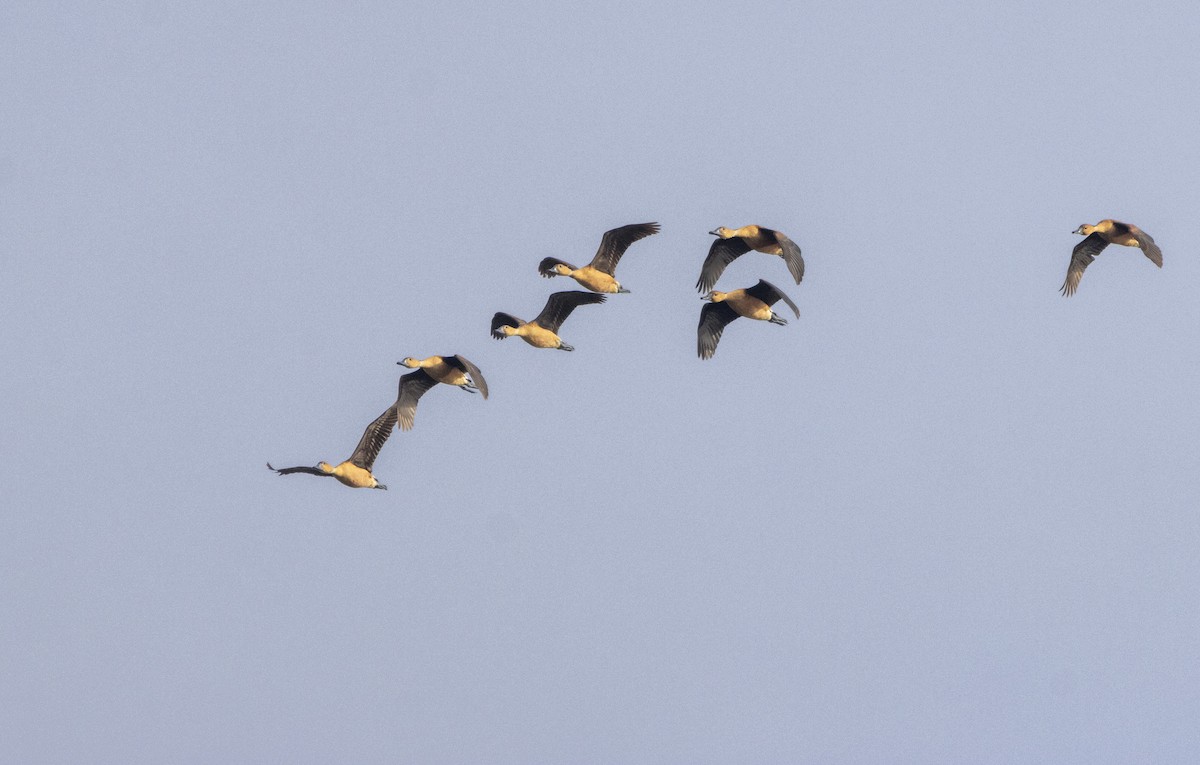 Fulvous Whistling-Duck - ML628302474