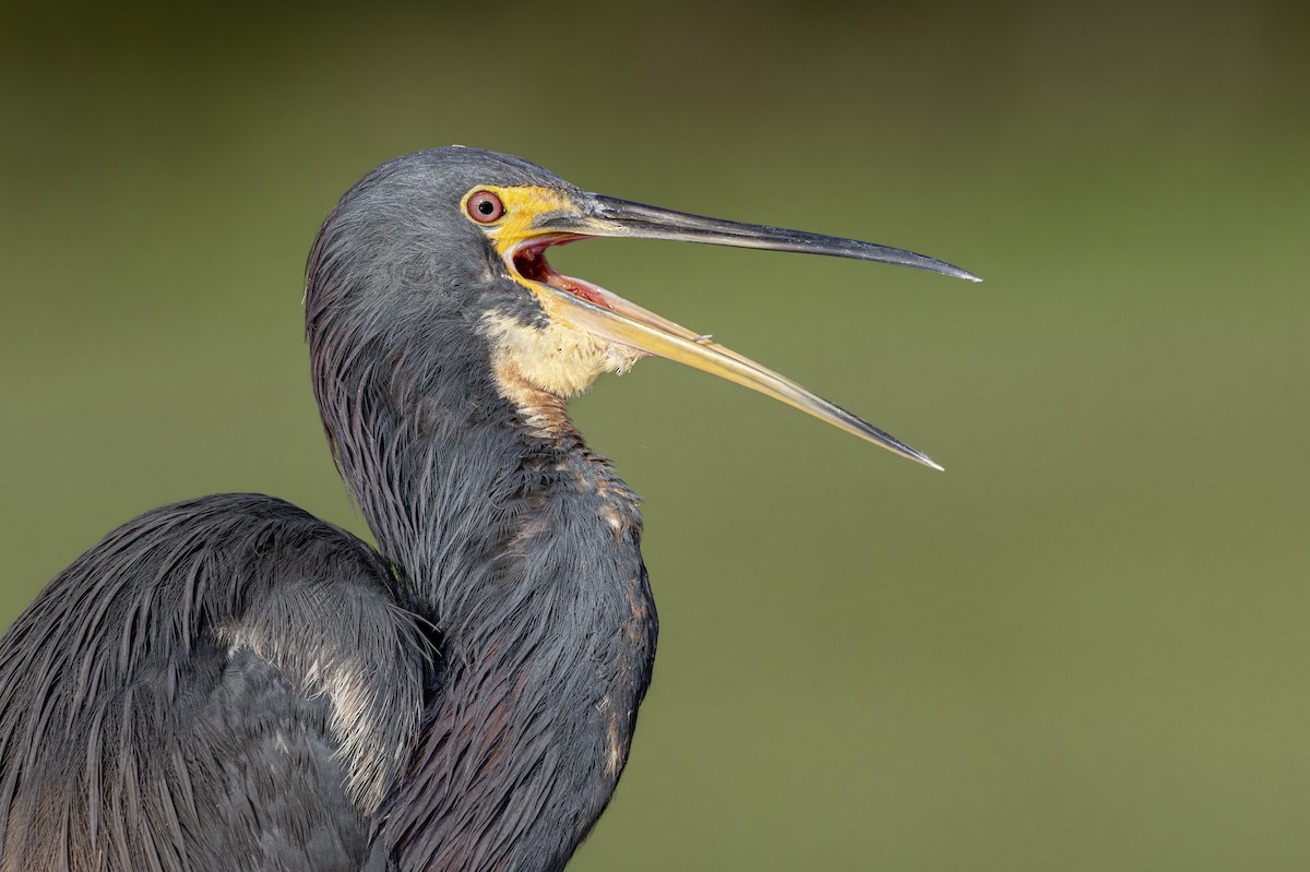 Tricolored Heron - ML628302483