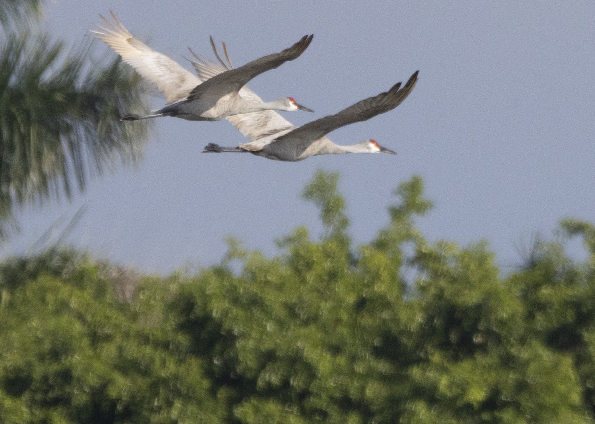 Sandhill Crane - ML628302512