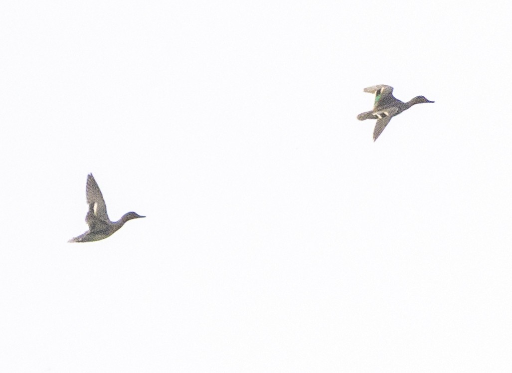 Green-winged Teal - ML628302548