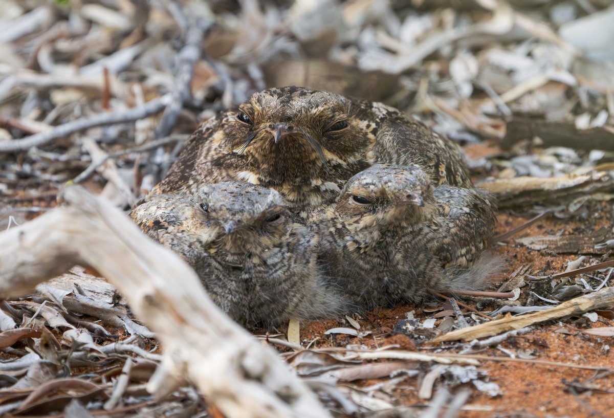 Madagascar Nightjar - ML628302755