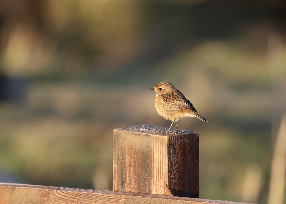 European Stonechat - ML628302768