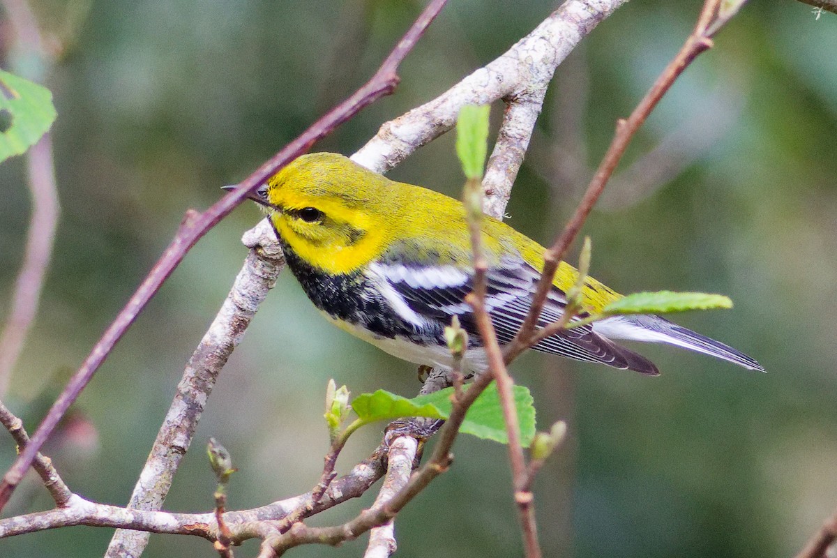 Blackburnian Warbler - ML628302929