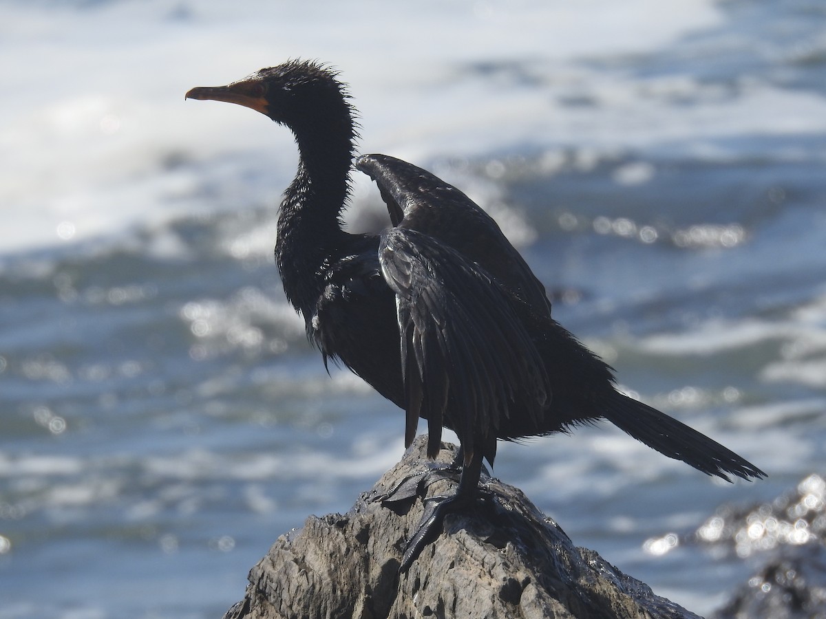 Crowned Cormorant - ML628302993