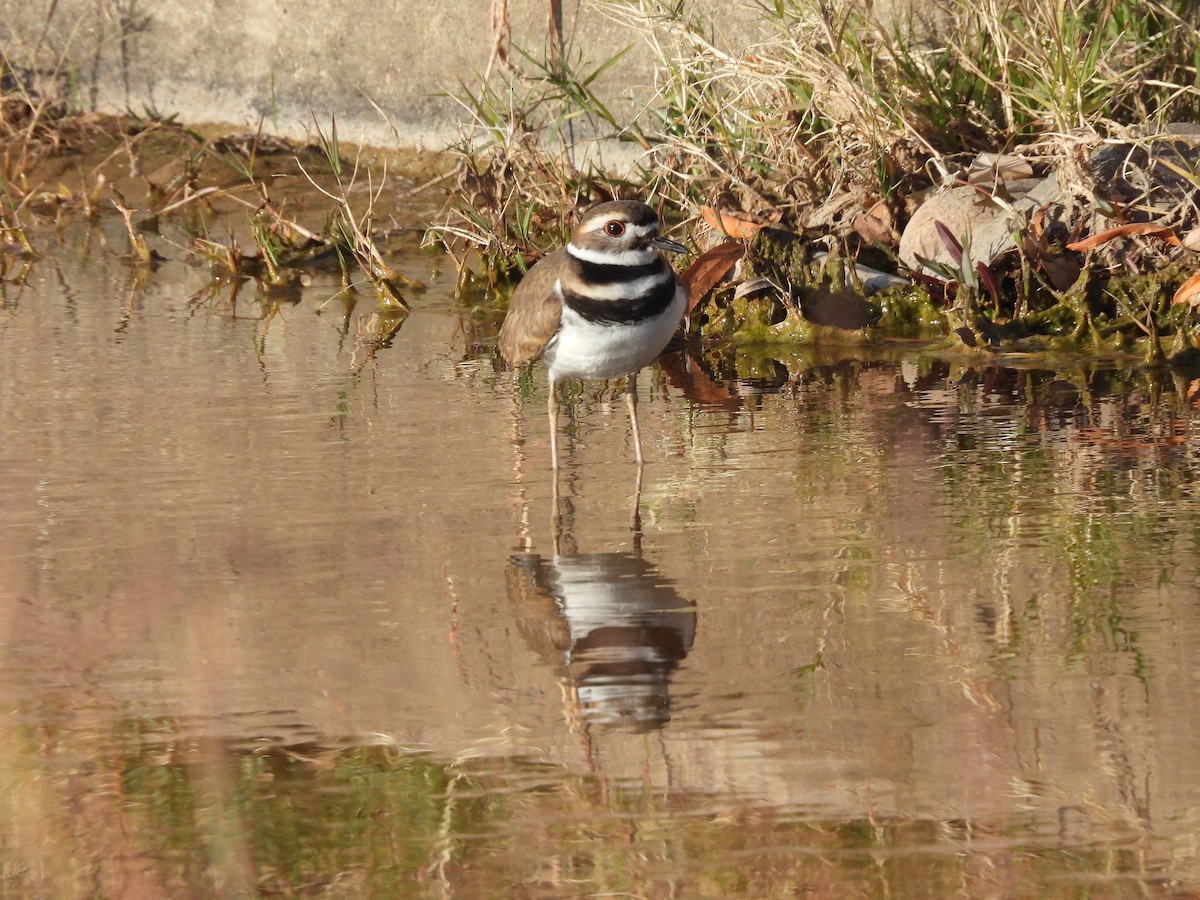 Killdeer - ML628303278