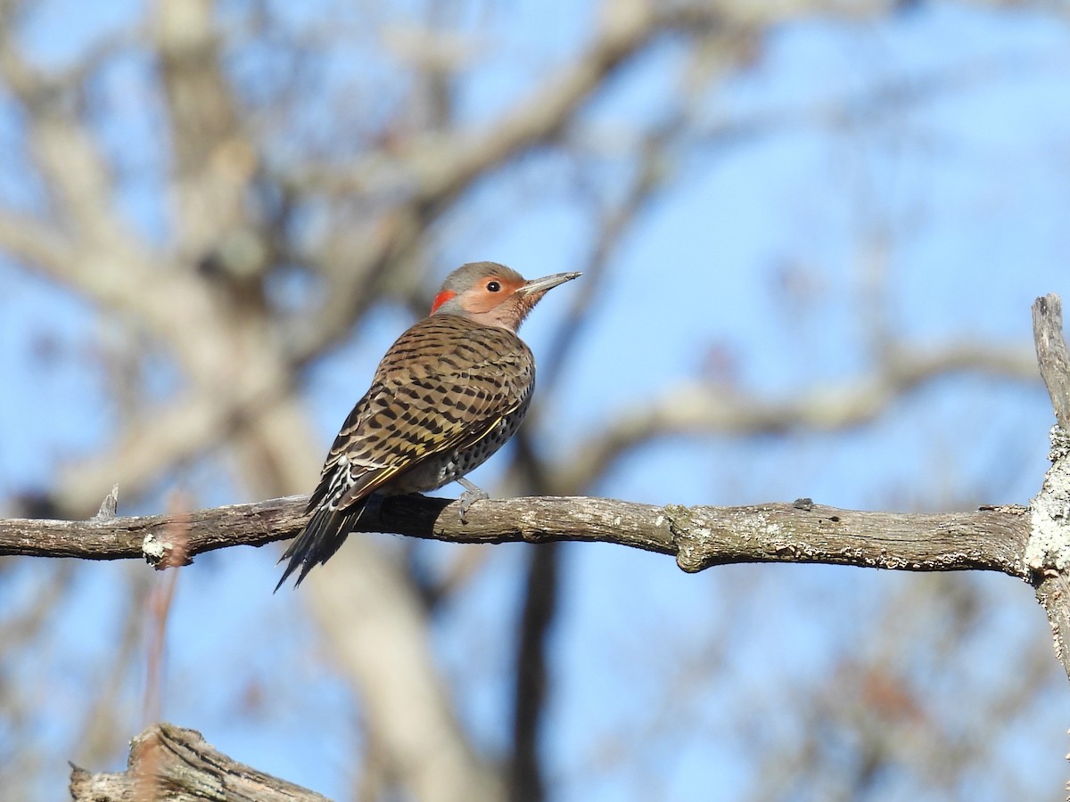 Northern Flicker - ML628303526