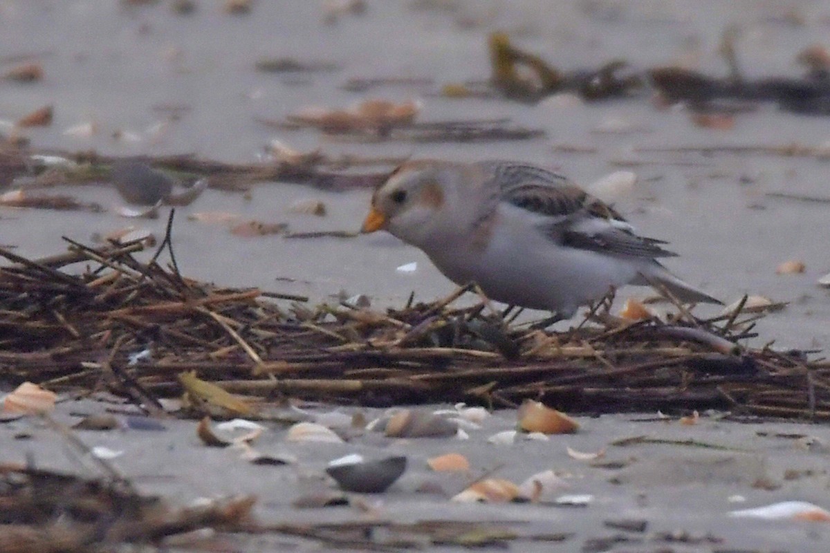 Цасч хөмрөг - ML628303540