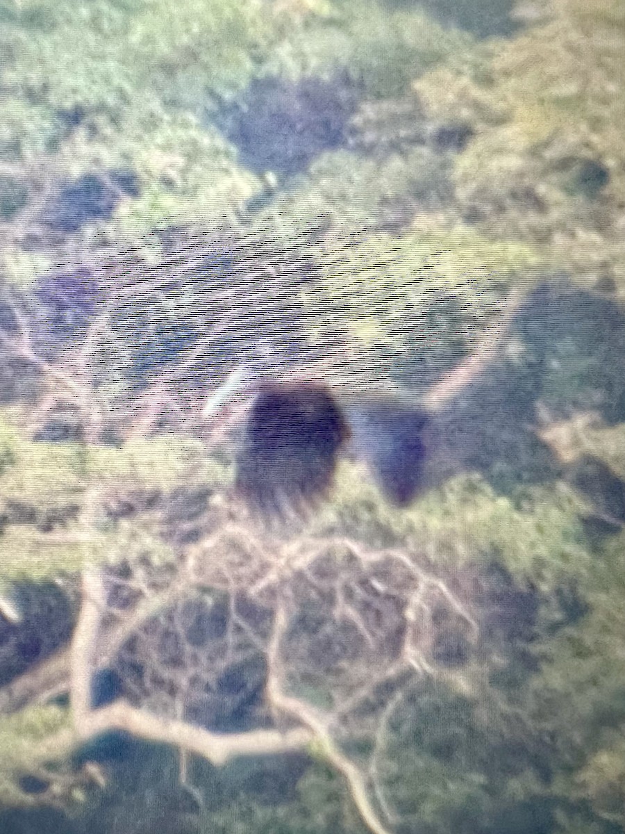 Green Ibis - ML628303679