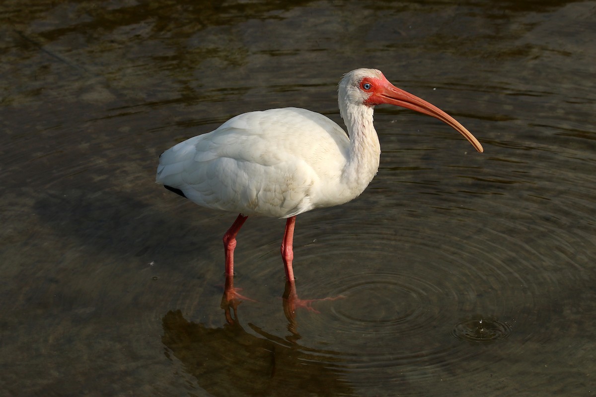 White Ibis - ML628303829