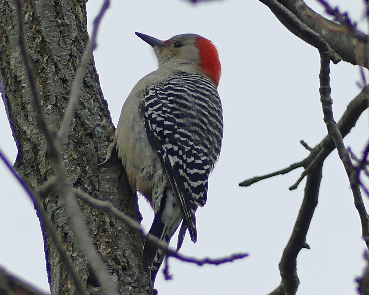 Red-bellied Woodpecker - ML628304061