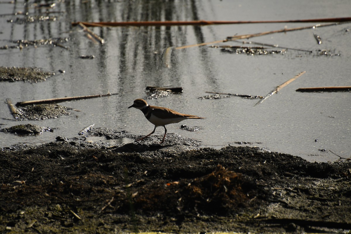 Killdeer - ML628304064