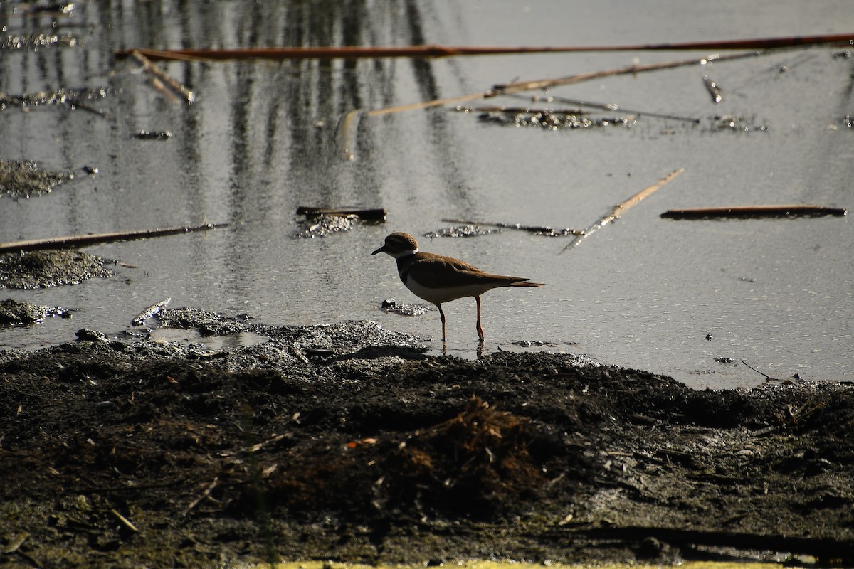 Killdeer - ML628304065