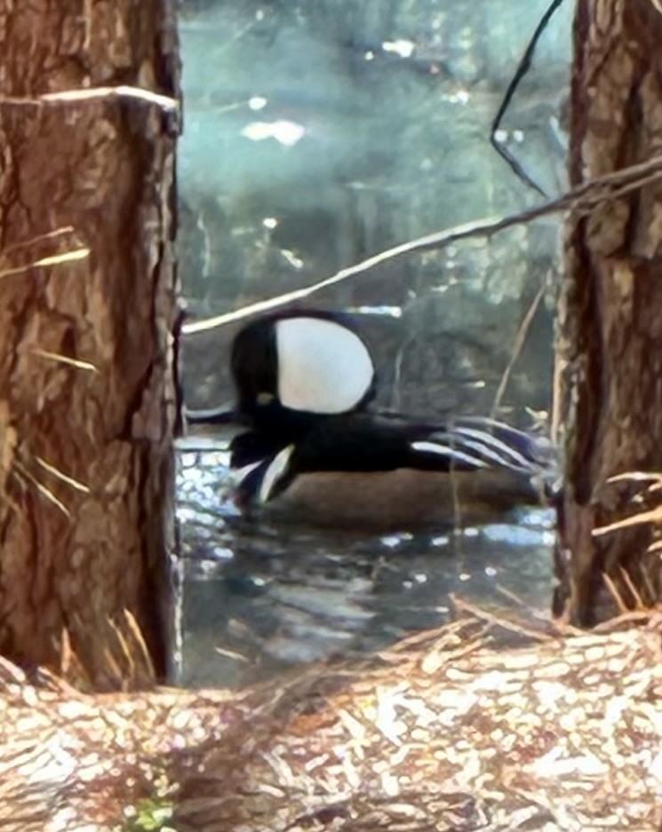 Hooded Merganser - ML628304217