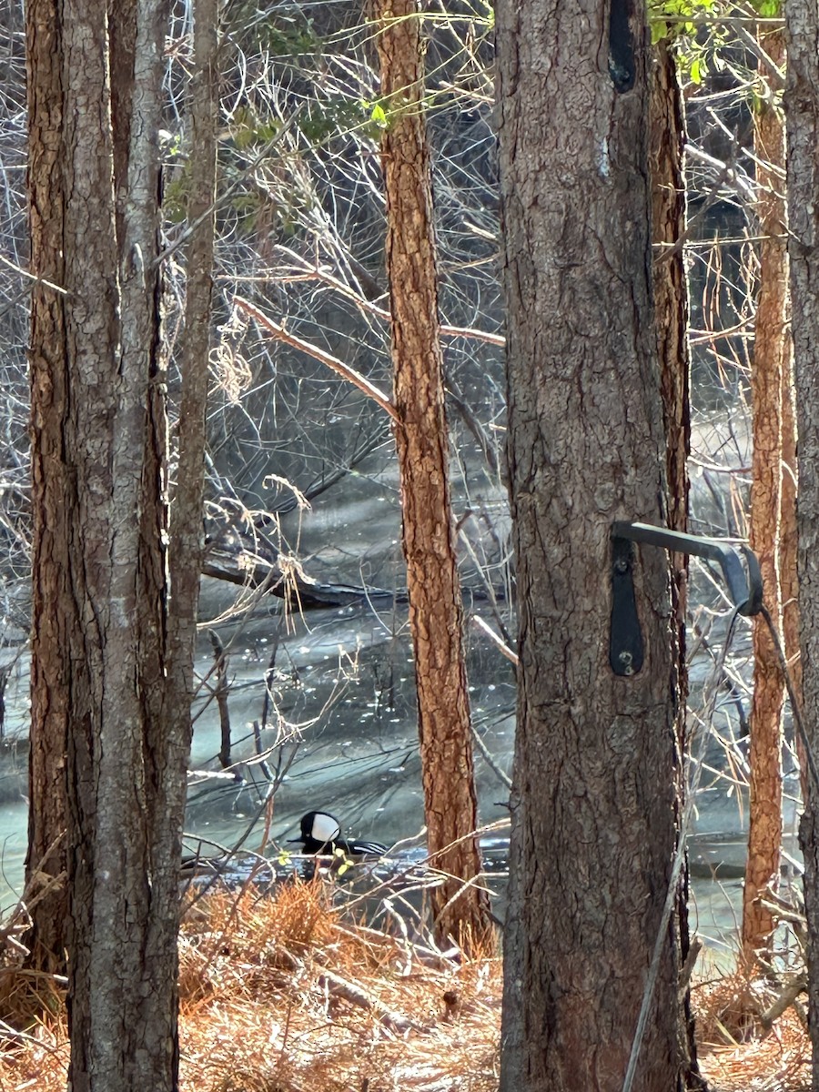 Hooded Merganser - ML628304218