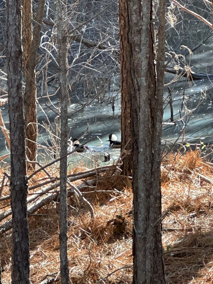 Hooded Merganser - ML628304219