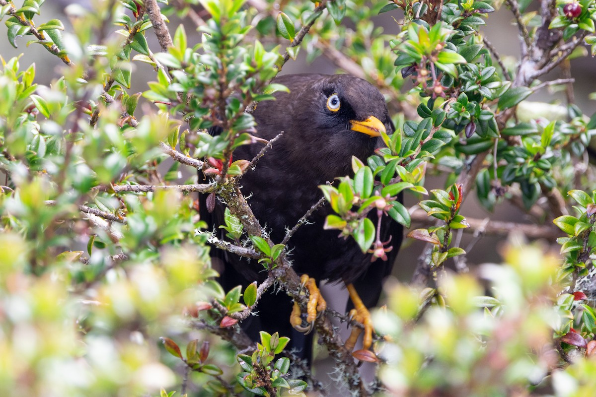 Sooty Thrush - ML628304562