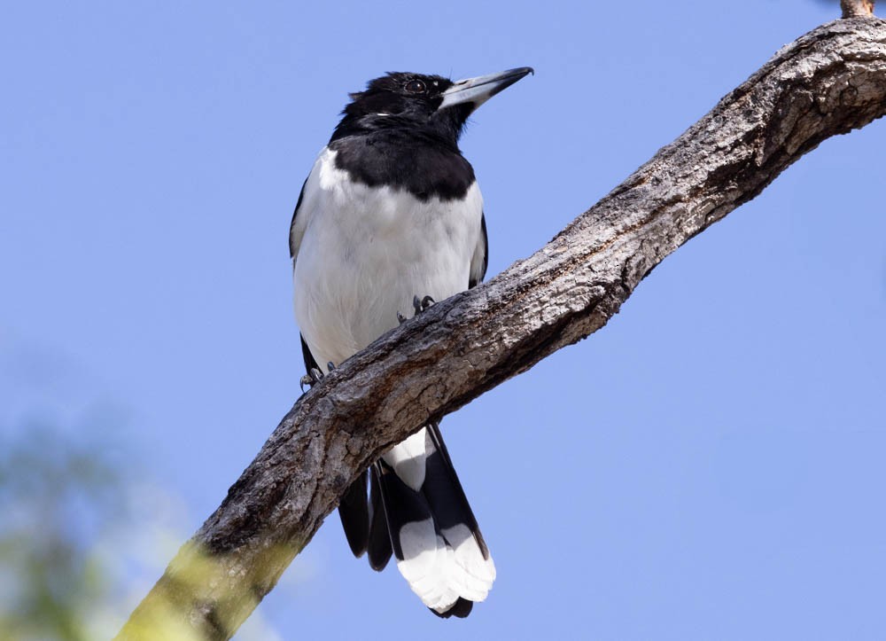 Pied Butcherbird - ML628304610