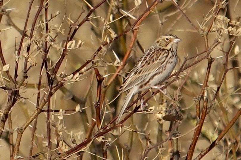 Bairdammer - ML628304657