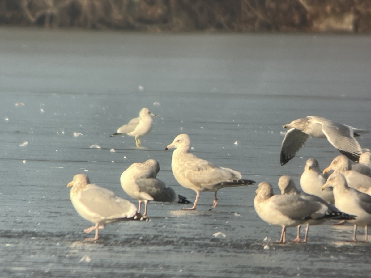 American Herring x Glaucous Gull (hybrid) - ML628304787