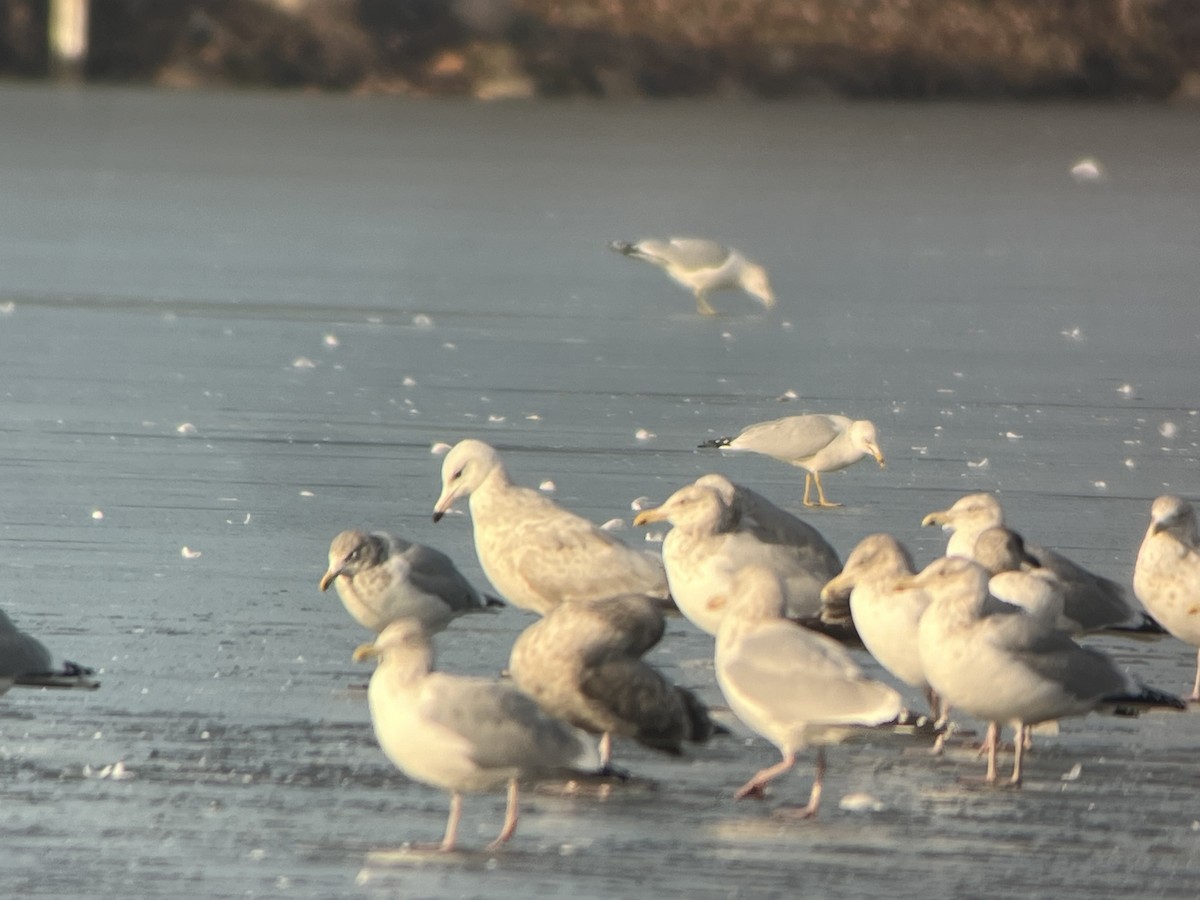 American Herring x Glaucous Gull (hybrid) - ML628304788