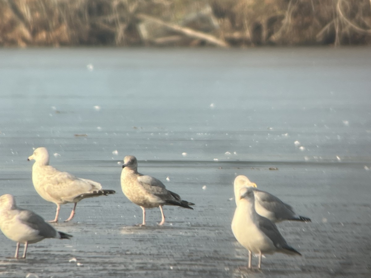 American Herring x Glaucous Gull (hybrid) - ML628304789