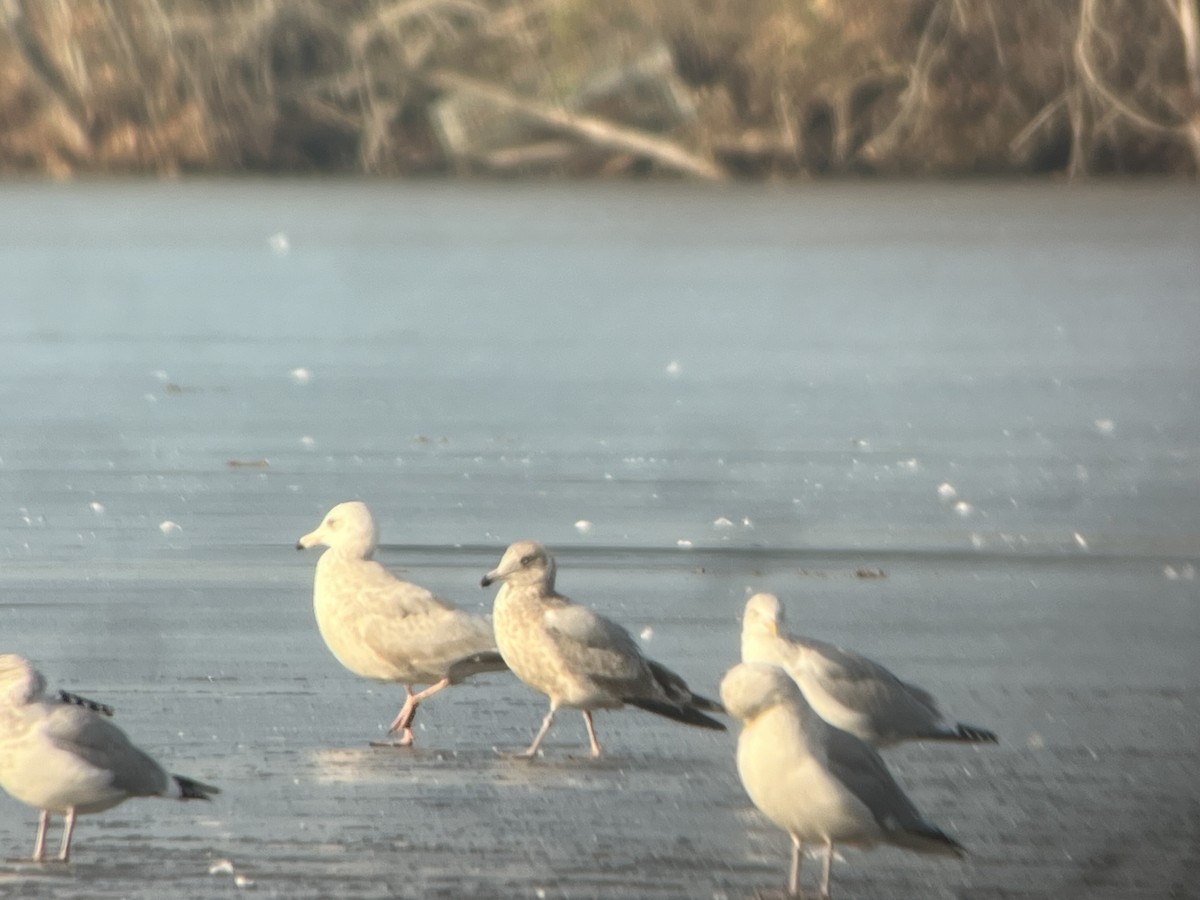 American Herring x Glaucous Gull (hybrid) - ML628304790