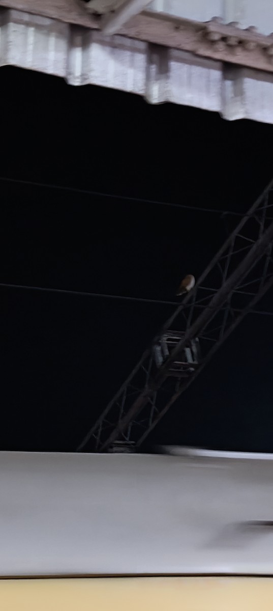 Eastern Barn Owl - Ashit Parida
