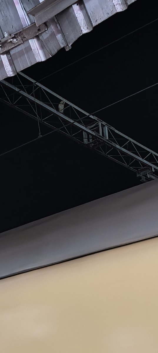 Eastern Barn Owl - Ashit Parida