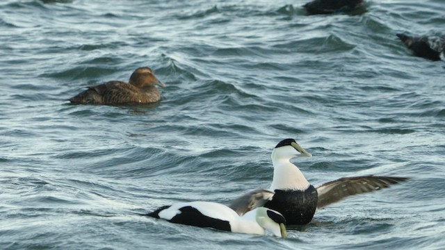 Common Eider - ML628304936