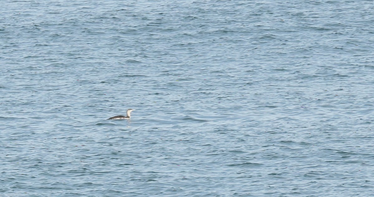 Sterntaucher - ML628305007