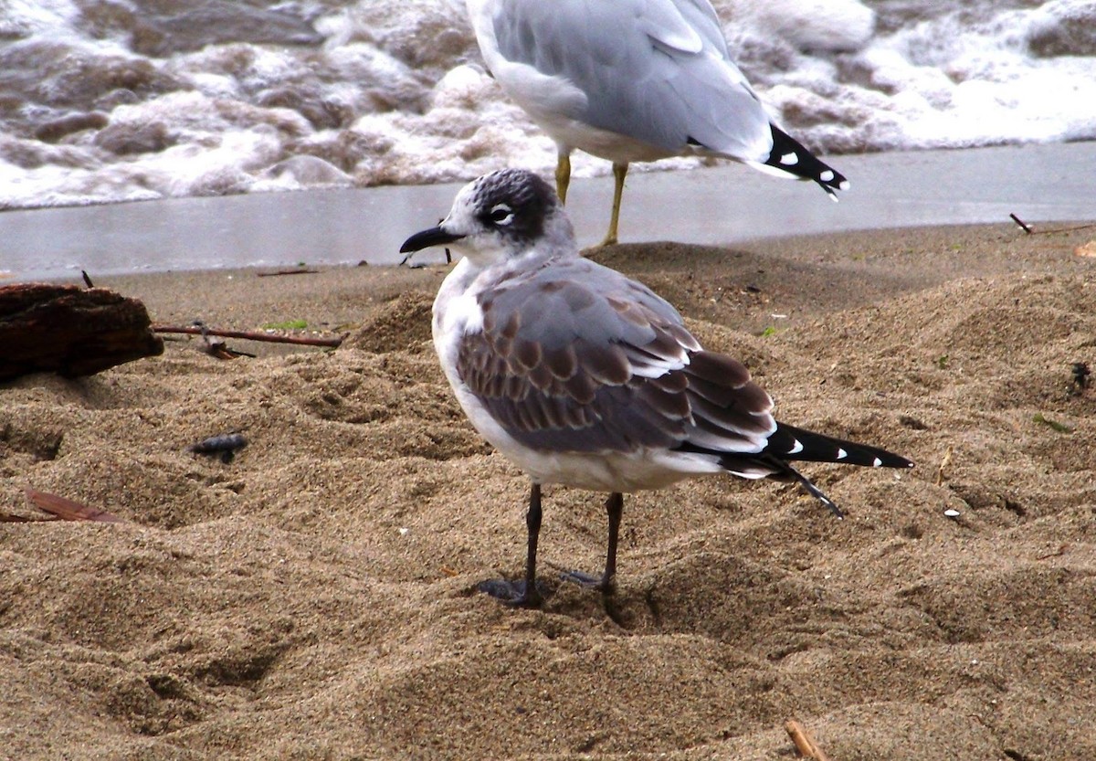 Franklin's Gull - ML628305090