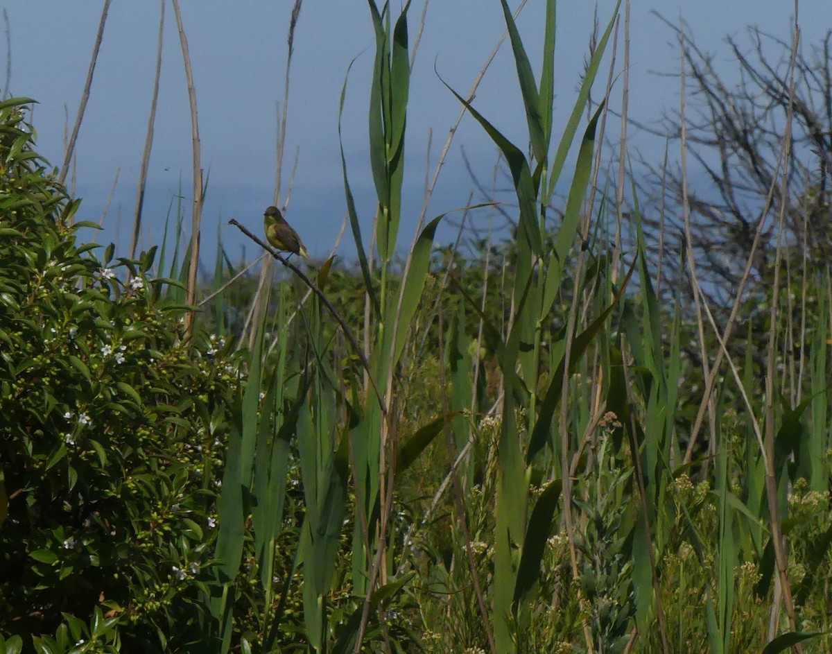 Ticking Doradito - ML628305127