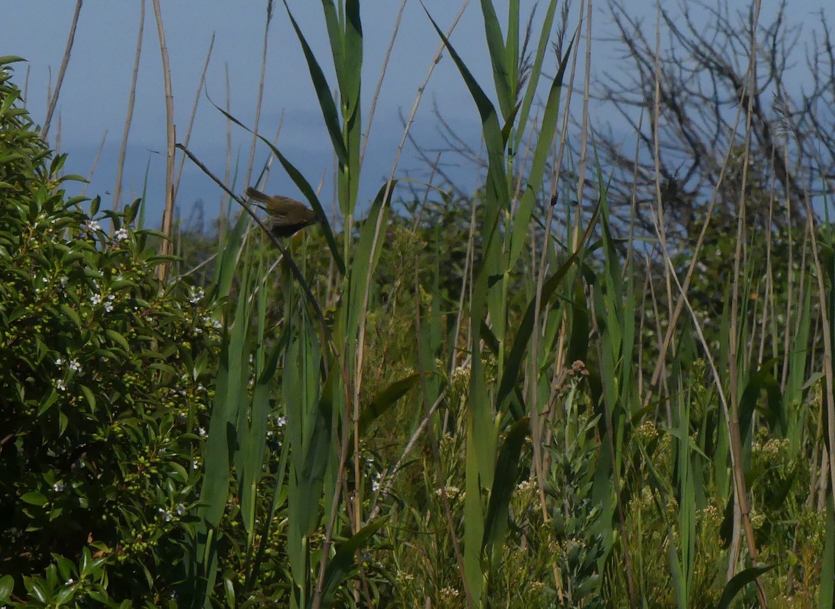 Ticking Doradito - ML628305129