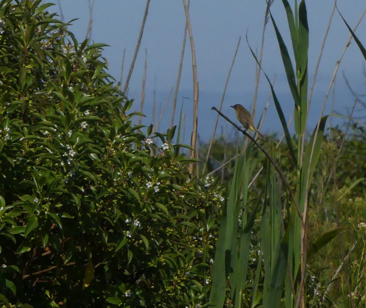 Ticking Doradito - ML628305130