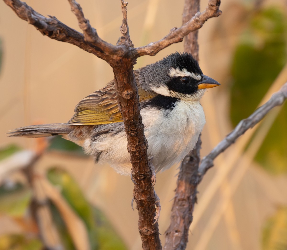 Black-masked Finch - ML628305168