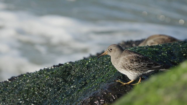 Purple Sandpiper - ML628305260