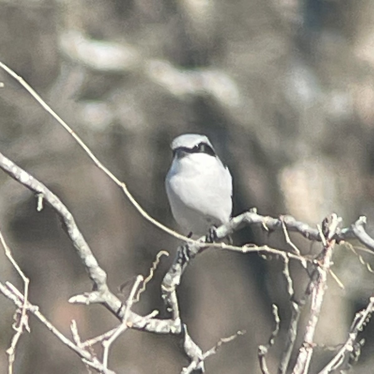 Loggerhead Shrike - ML628305261