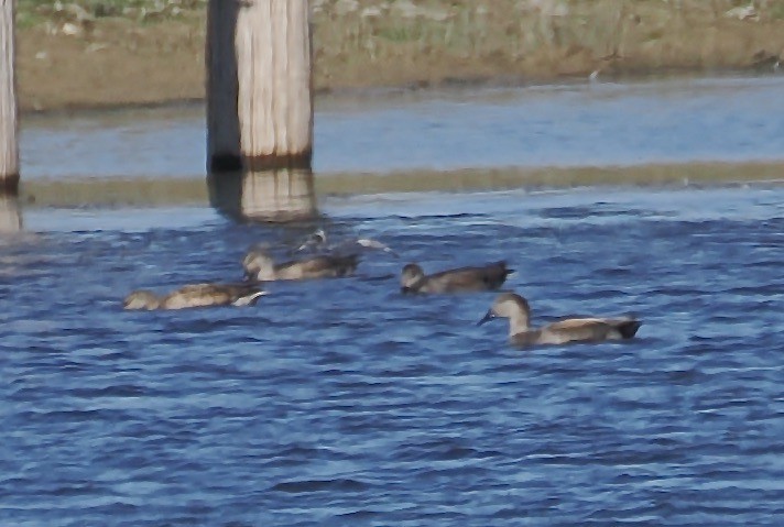 Gadwall x Northern Pintail (hybrid) - ML628305424