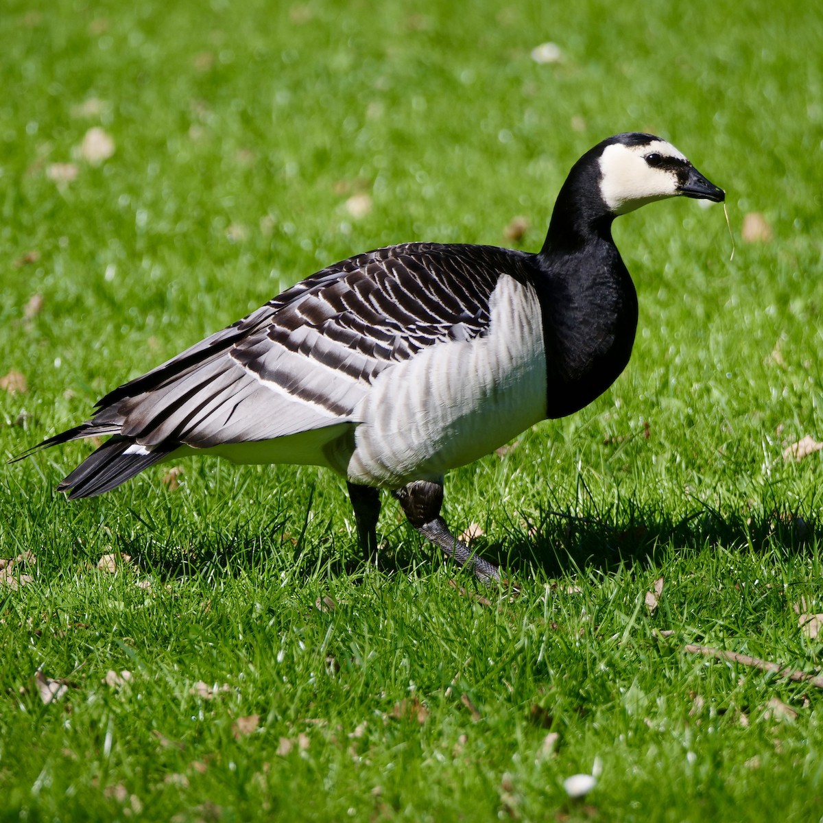 Weißwangengans - ML628305504