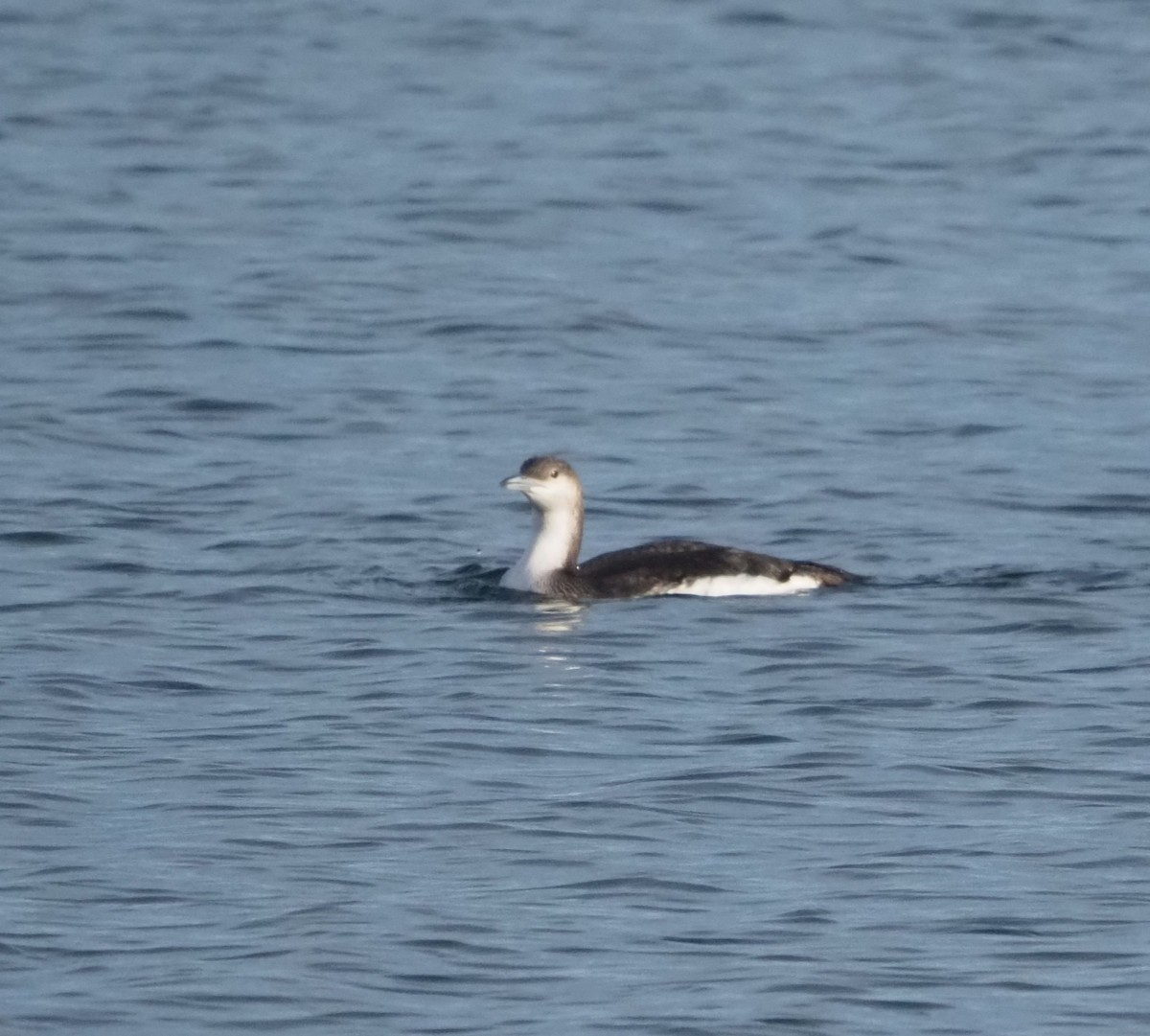 Arctic Loon - ML628305535
